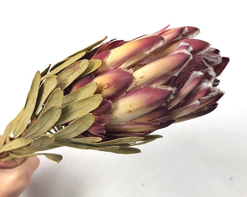 40350-000／プロテア・ヴィーナス／N | ドライフラワー／プリザーブド