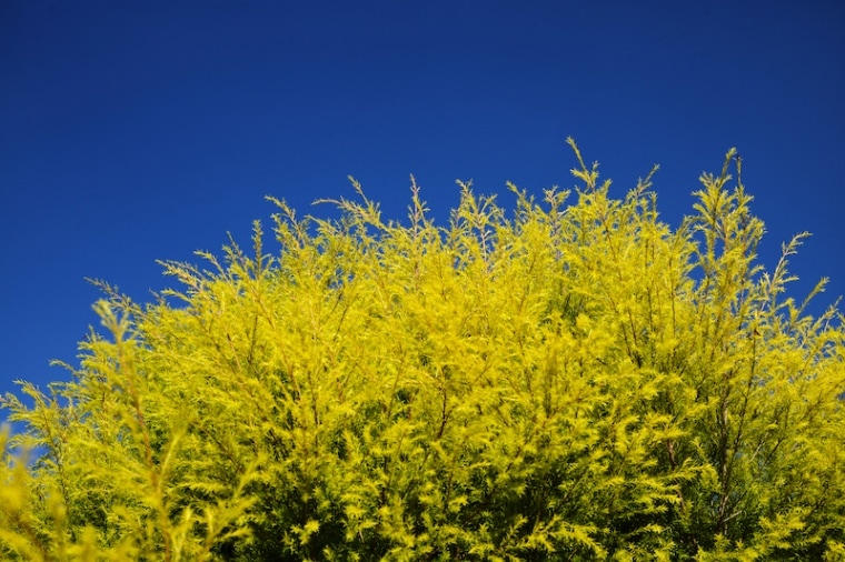 Schneider-Kreuznach Componon-S 50mm F2.8 