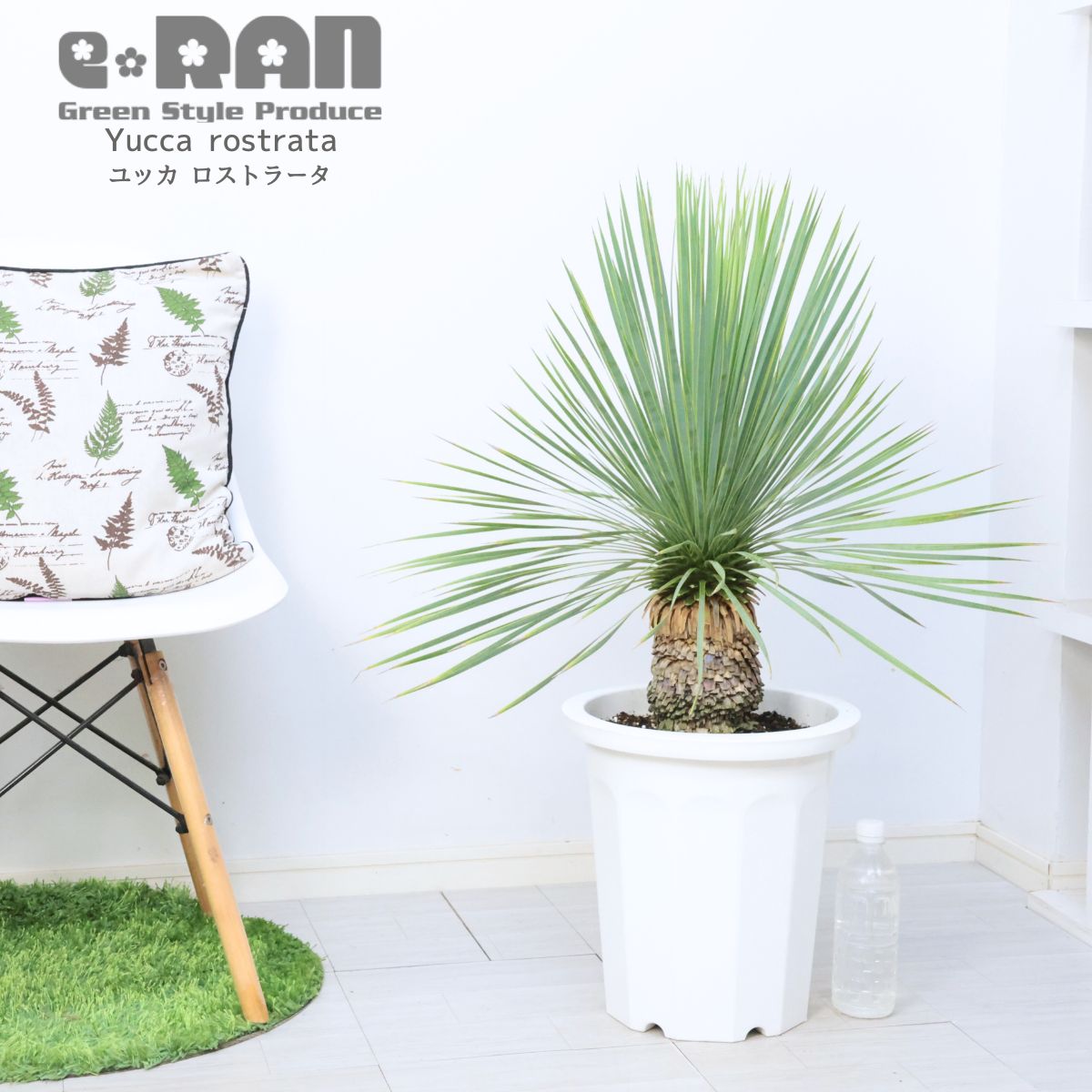 庭木 ユッカ ロストラータ 10号鉢 高さ約88cm 観葉植物 大型 耐寒性