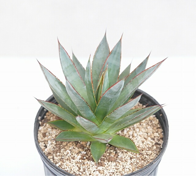 アガベ「ブルー・グロー」 大株 ※7号規格 抜き苗 | | アガベ