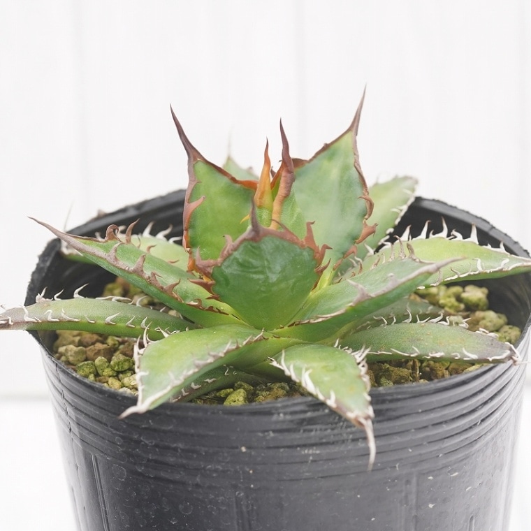 アガベ ホリダ ギルベイ オアハカ ロックガーデン ドライガーデン 陽炎