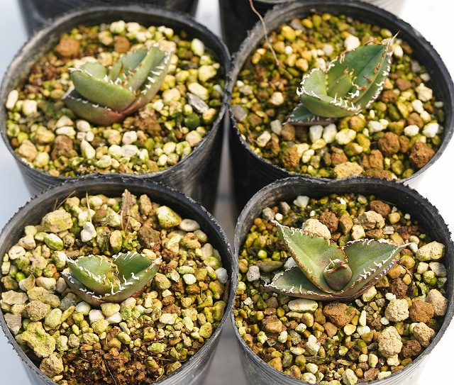 選抜株】アガベ・オテロイ 陽炎 2号ロングポット | | アガベ実生選抜株