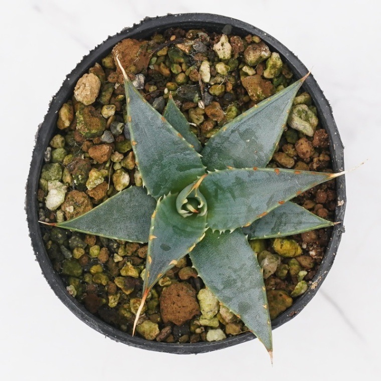 アガベ・ユタエンシス「エボリスピナ」 2号ロングポット | | アガベ