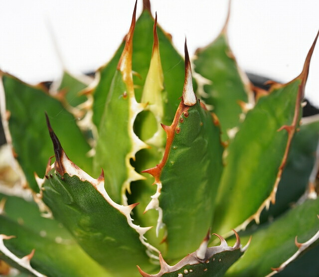 選抜株】アガベ・ホリダ 裏棘 5号ポット | | アガベ実生選抜株 | 四国