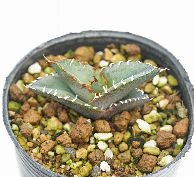 特選株】アガベ・チタノタ「ブルー」 ホワイトスパイン 2号ロング