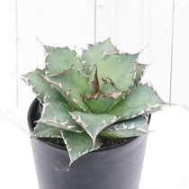 アガベ・チタノタ「狼人」 3.5号鉢 | | チタノタ銘品シリーズ | 四国