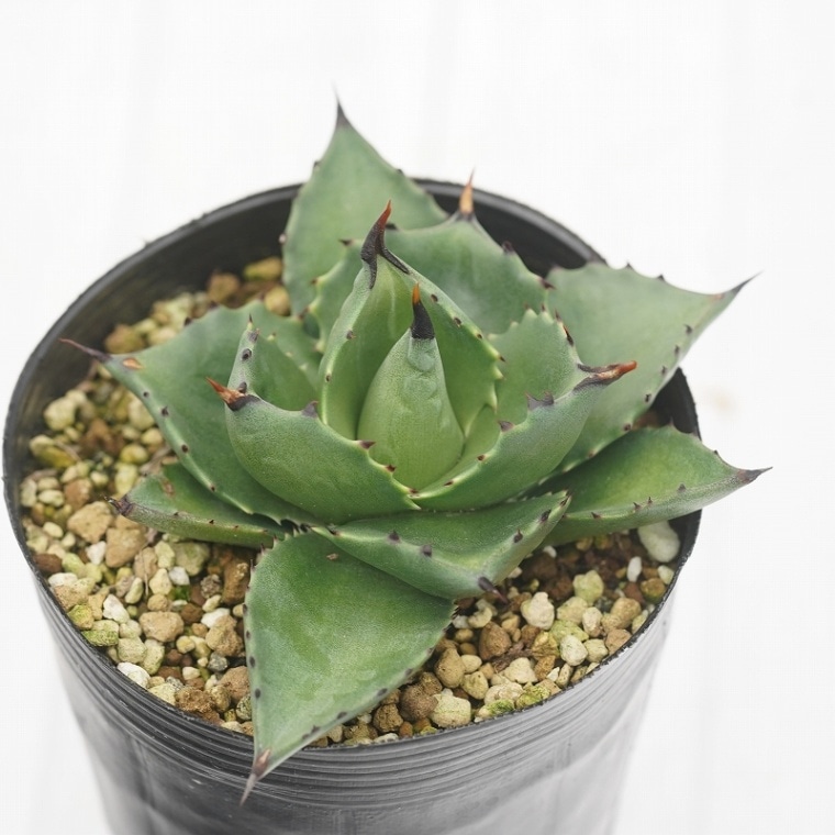 選抜株】アガベ・サロモニー ”コンパクトフォーム” 3号ロングポット