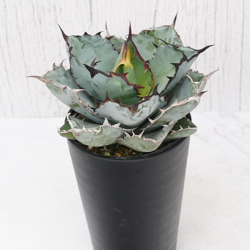 アガベ・チタノタ「ブラック＆ブルー」 3.5号鉢 ※ブラックアンドブルー