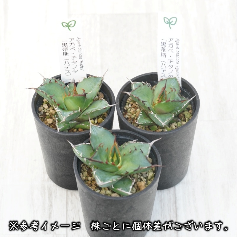 アガベ・チタノタ 