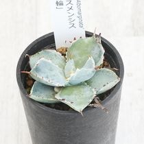 アガベ・エクスパンサ中斑 大株 ※7号規格 抜き苗 | | アガベ