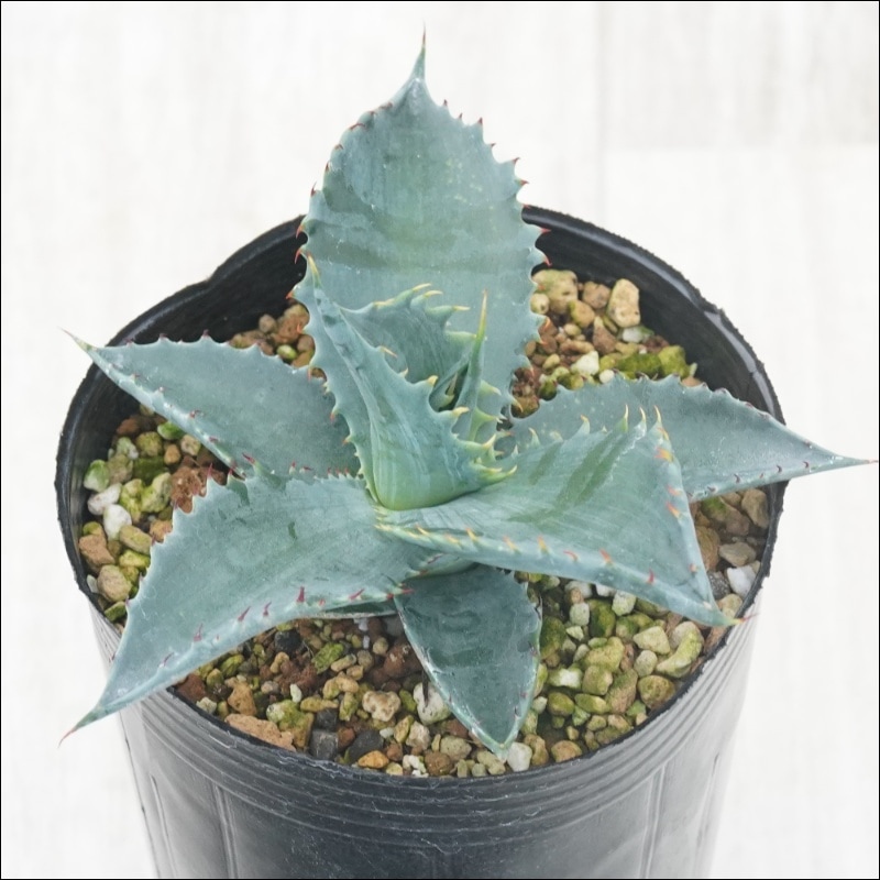 アガベ チョイス ※コロラータハイブリッド 3号ロングポット | | アガベ