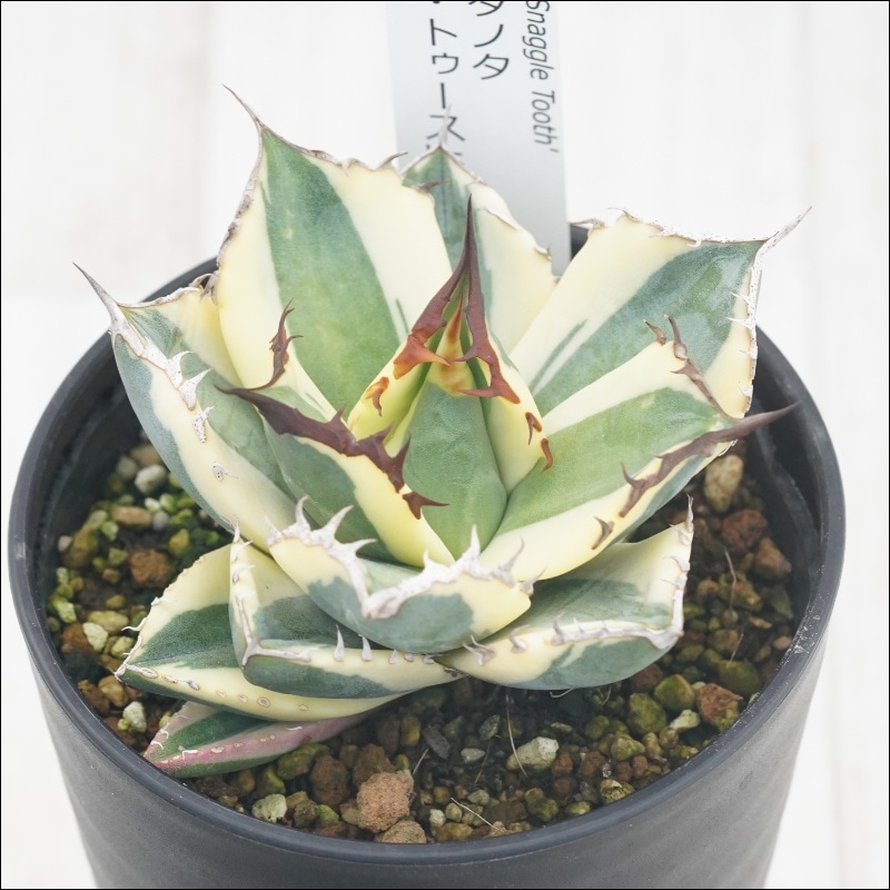 アガベ・チタノタ「スナグル・トゥース」 3.5号鉢 | | チタノタ銘品