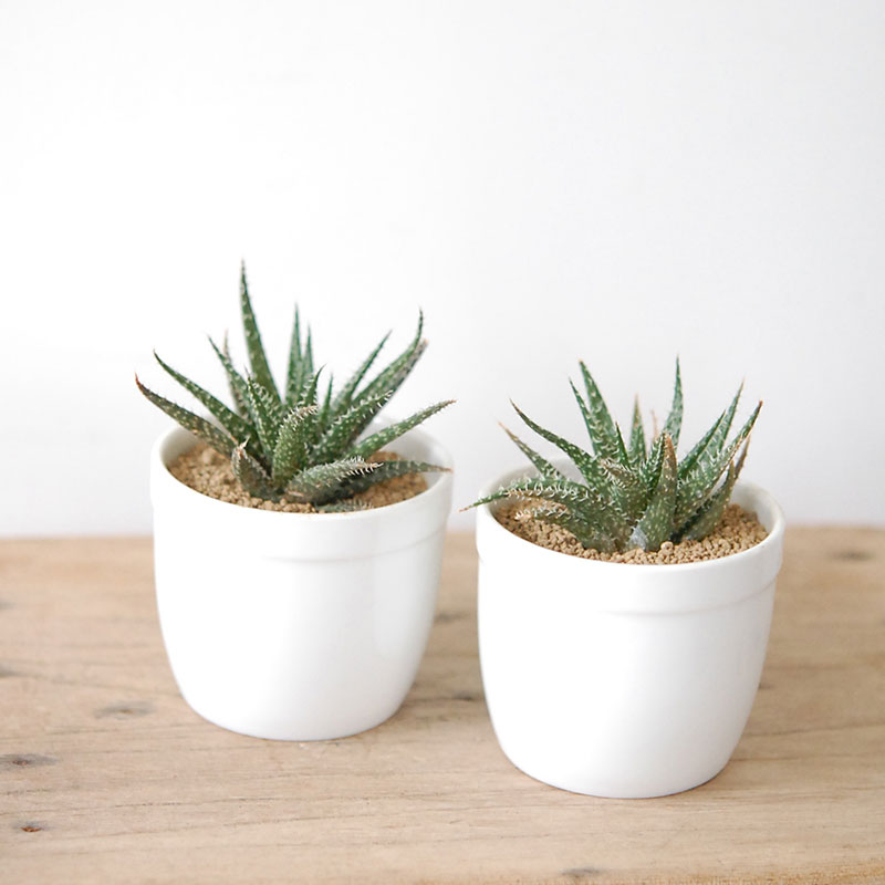 デンティティー / Aloe | 多肉植物の専門店 solxsol（ソルバイソル）