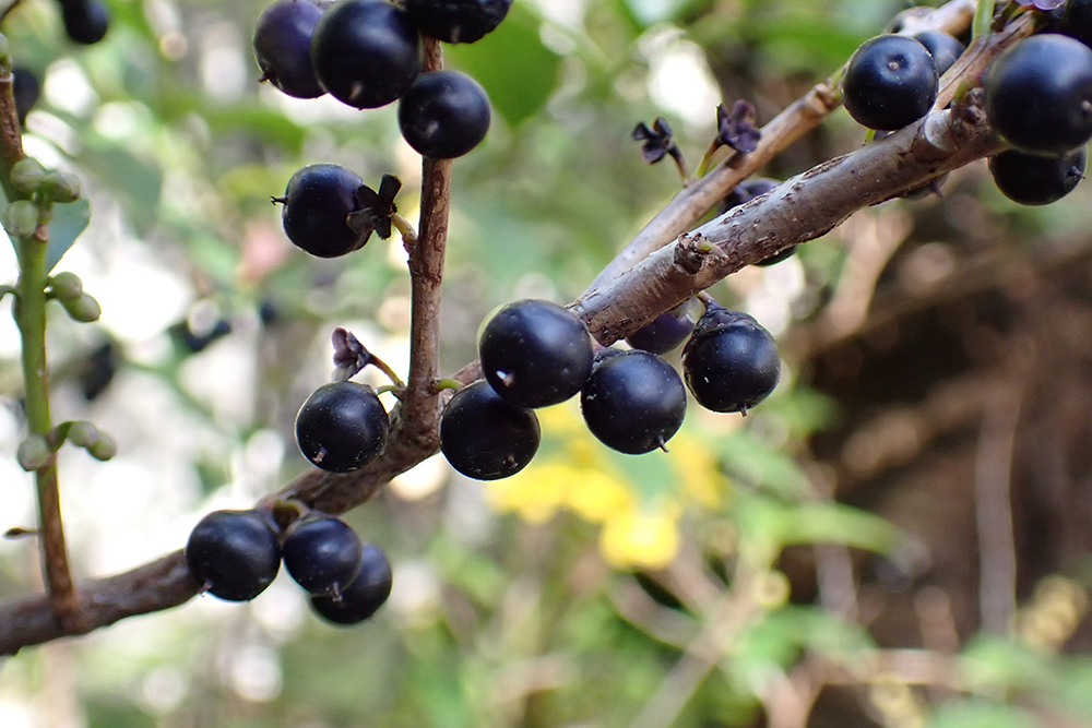 ヒサカキ（サカキ科） | 見ごろの植物