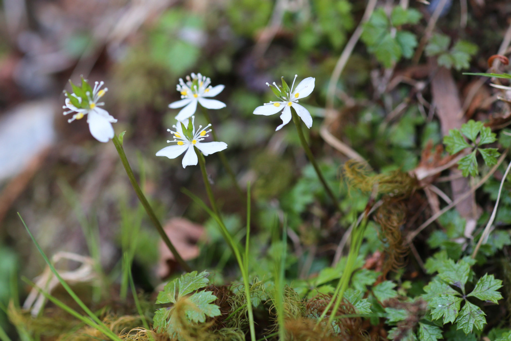 バイカオウレンが見ごろになりました（1/9更新） | 見ごろの植物
