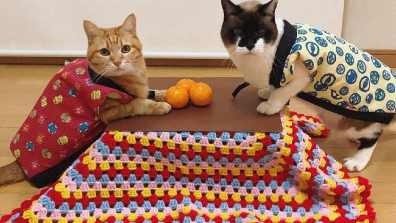 組み立てかんたん♪猫専用こたつ付きみかん「猫と、こたつと、思い出