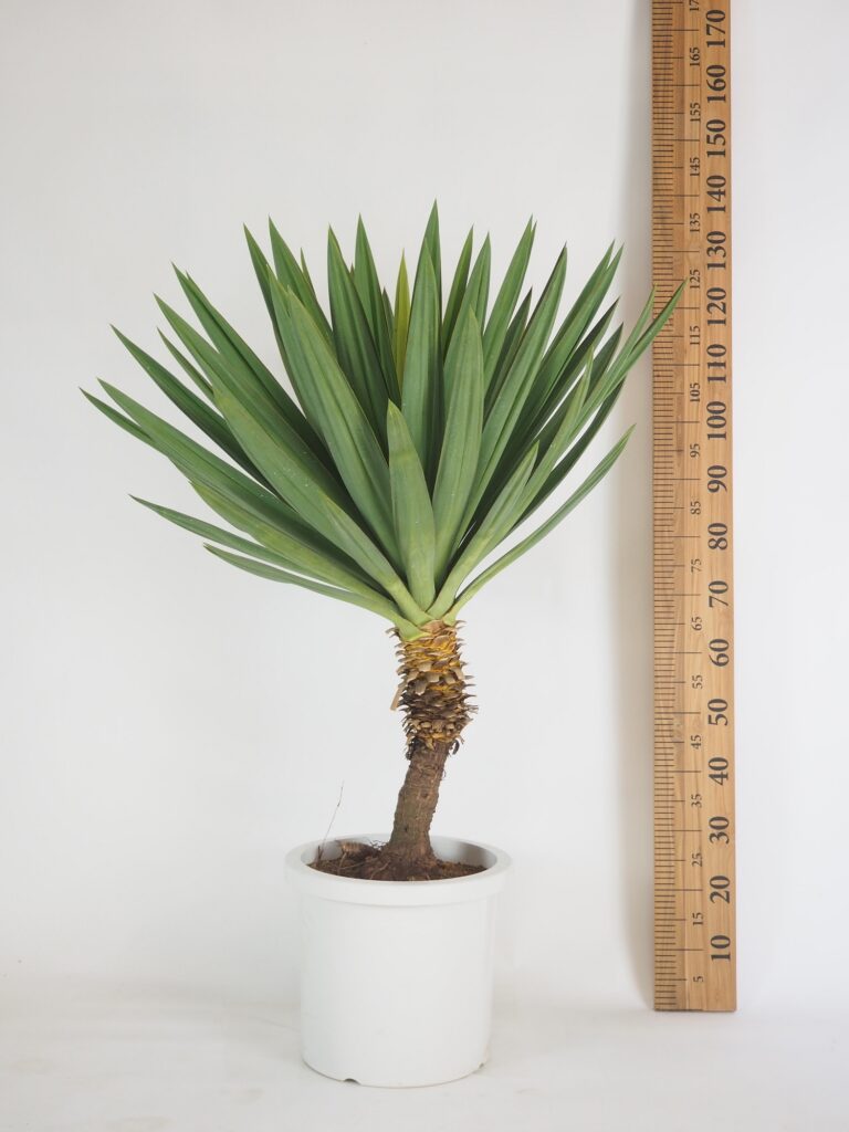 ユッカ・グロリオサ | Massimo Botanico