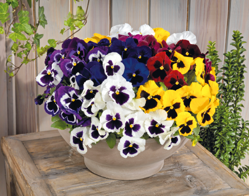 Viola wittrockiana F₁ Inspire® DeluXXe | Benary