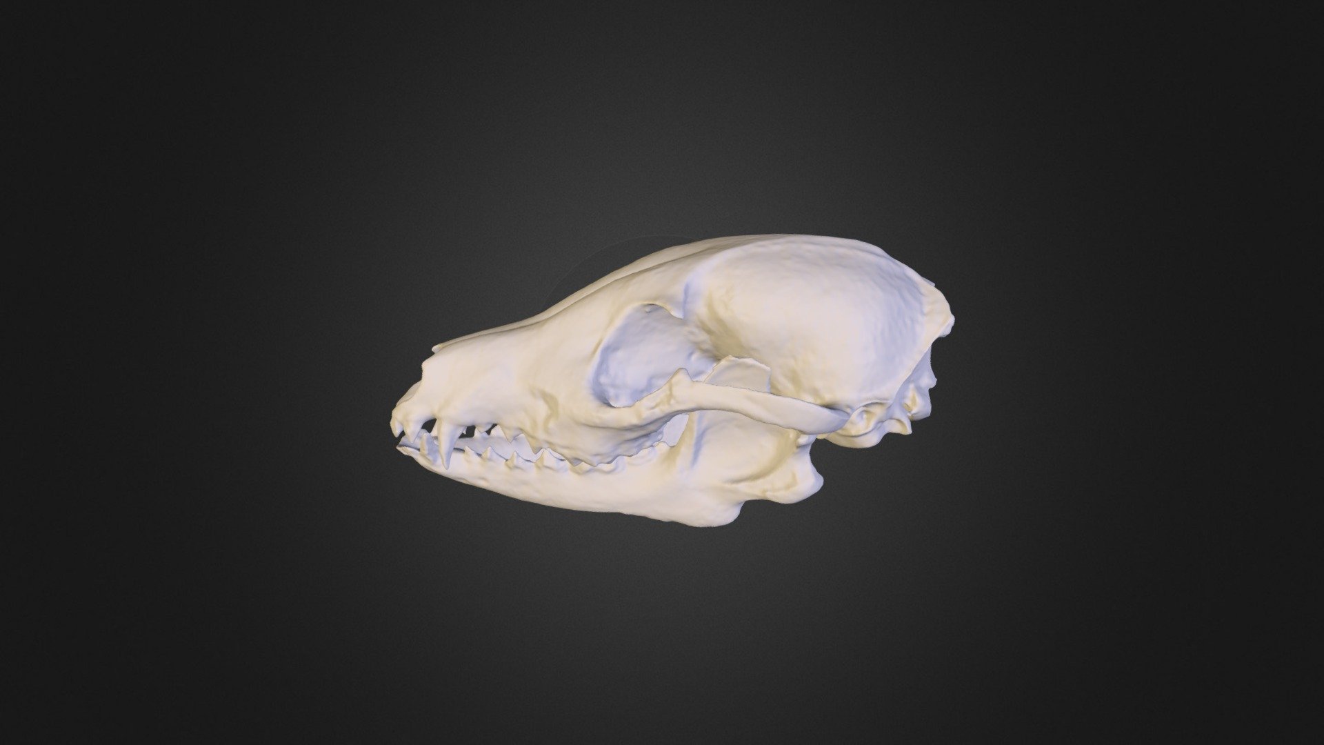 日本産哺乳類 の頭骨の3Dデータを世界へ公開します！ | アンフィ合同