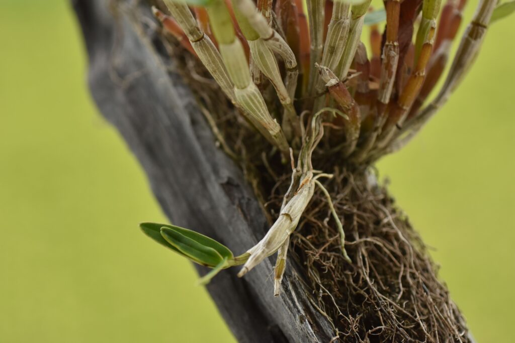 一目惚れした流木着きセッコクの育て方を、自分なりにまとめてみる