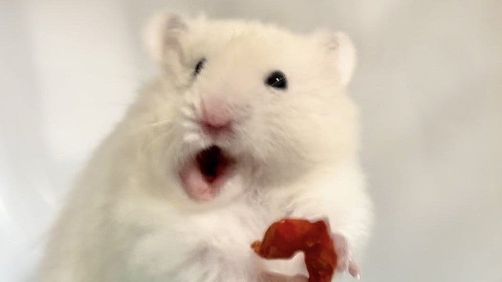 盛大に吹きました！」“なさけないハムスターの写真選手権”がSNSで話題