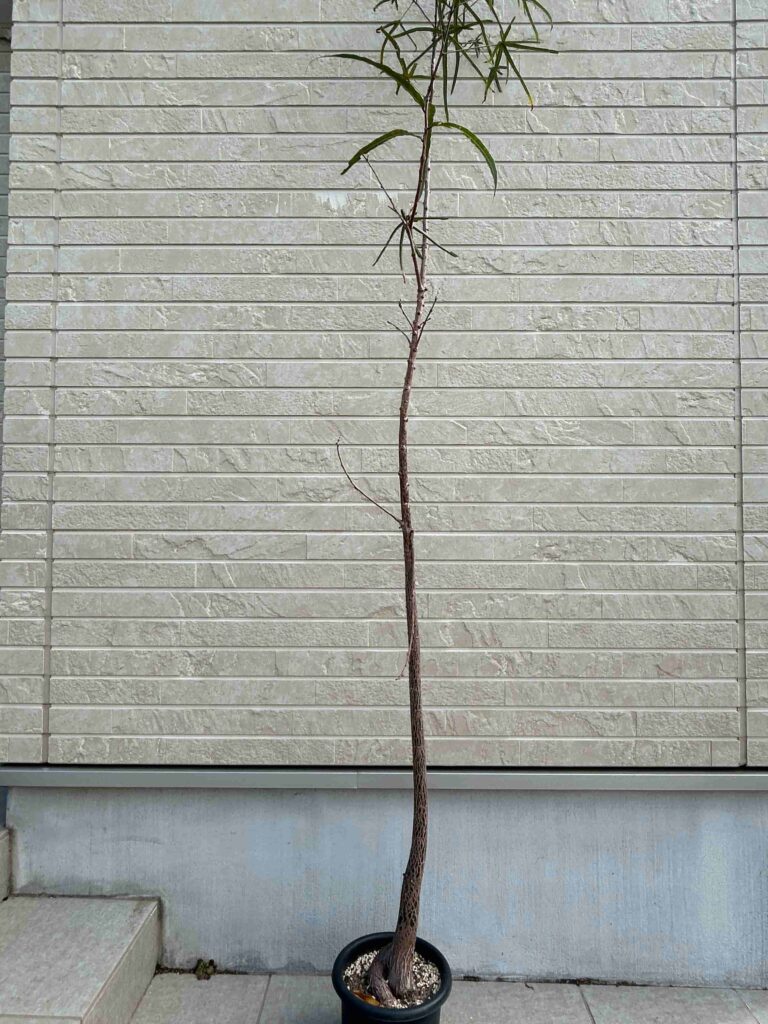 観葉植物「ボトルツリー」（ブラキキトン）の成長記録＆育て方（更新中