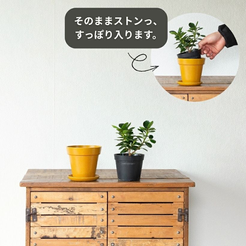 鉢が選べる】パンダガジュマル3.5号サイズ（育て方付き）