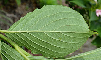 ハコネウツギ Weigela coraeensis スイカズラ科 Caprifoliaceae