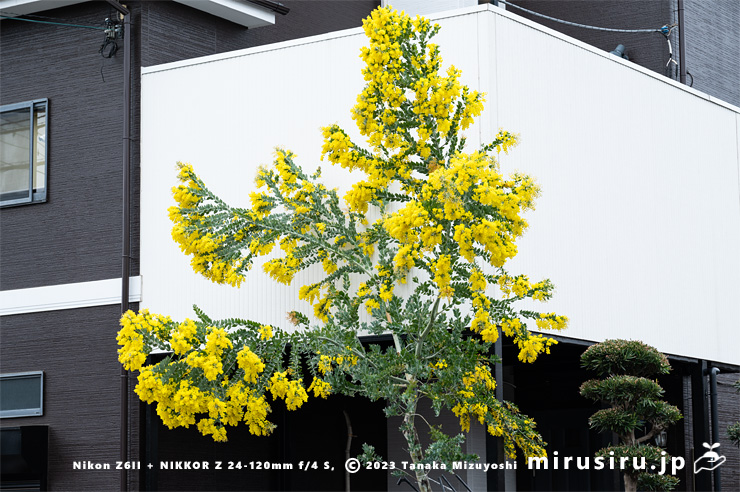 パールアカシア