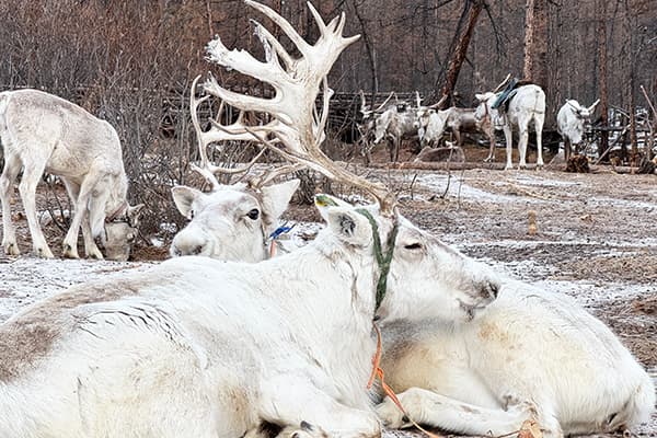 秘境】トナカイの民に会う！フブスグル湖奥地＆ツァータン訪問ツアー