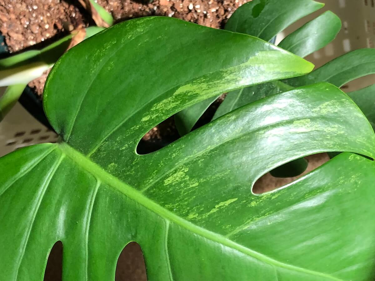 白斑から緑斑に変わるモンステラ セブブルーミント | 斑入りモンステラ