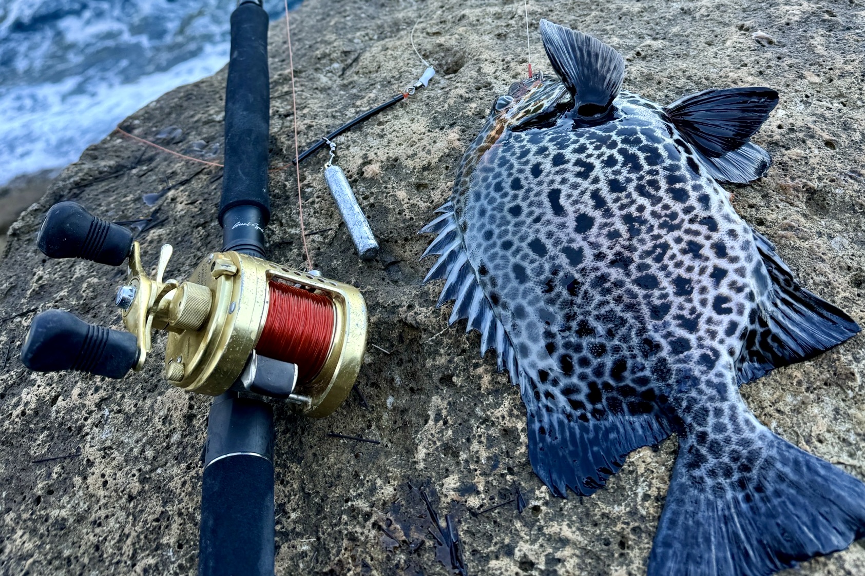 Dear Monster でオーバー10フィート!? 共通系・互換特性フル活用で、石