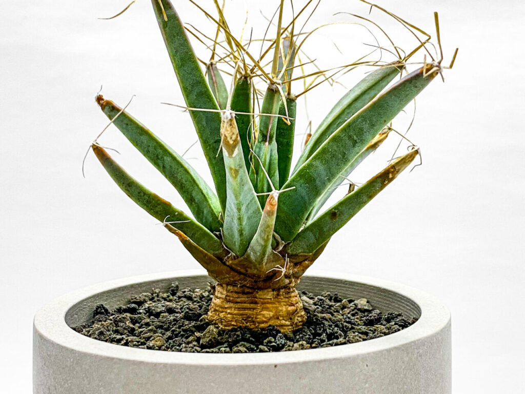 異形のサボテン、レウクテンベルギア・晃山を植え替えたぞ！ | もすレコ。