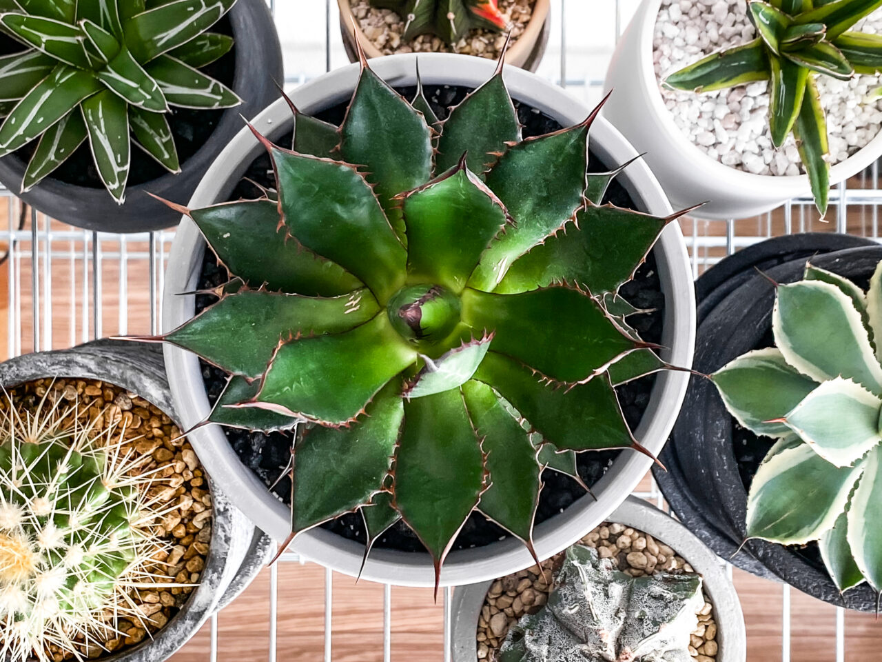 人気のアガベ・ホリダを買っちゃった話。購入する植物のサイズは計画的