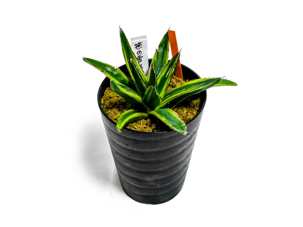 アガベ・輝山と笹の雪黄斑は別品種ッ!?同じ覆輪黄斑でも違うらしい