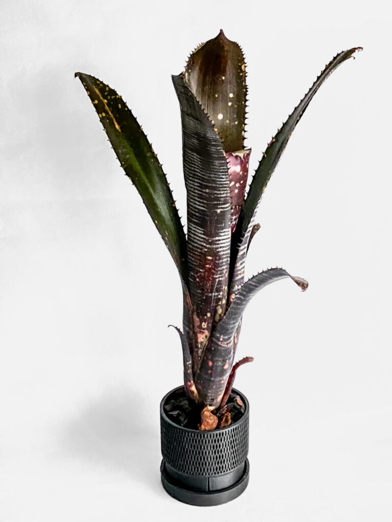 人気品種！ビルベルギア・ダースベイダーを発根管理から植え付け