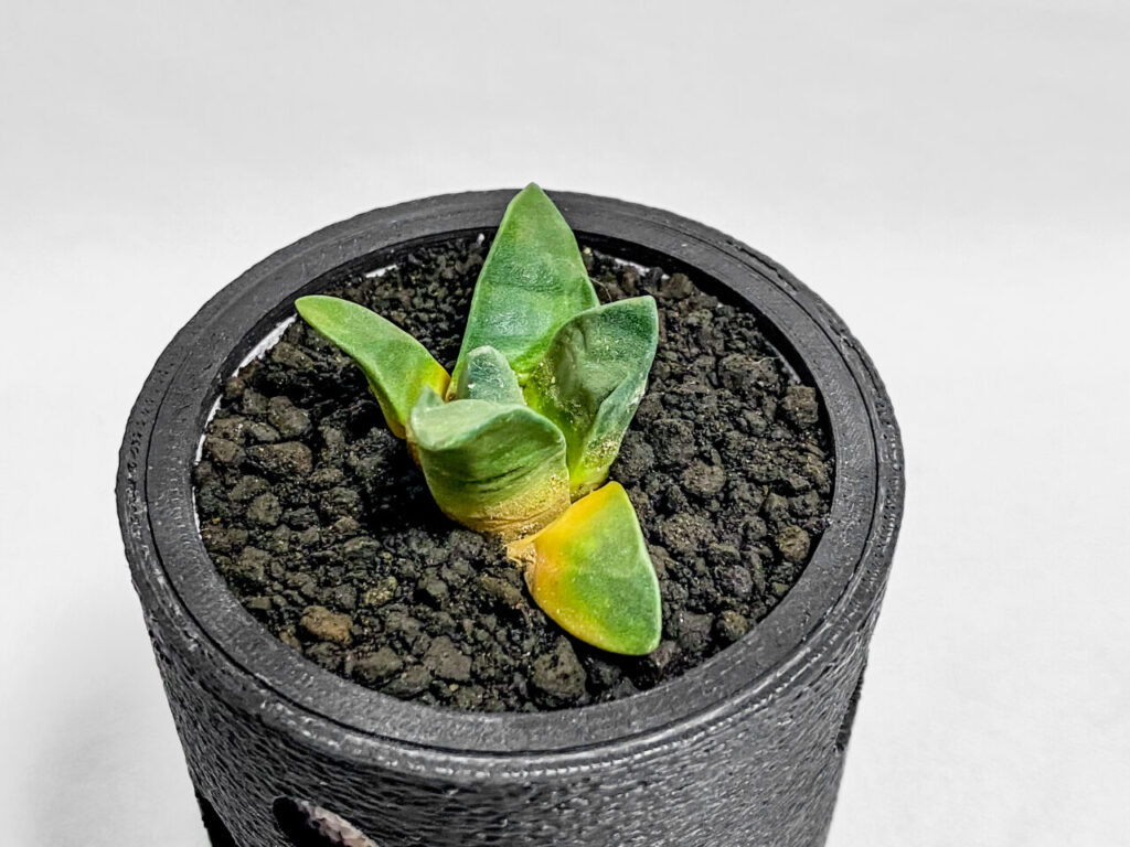 アリオカルプス・花牡丹！！ | もすレコ。