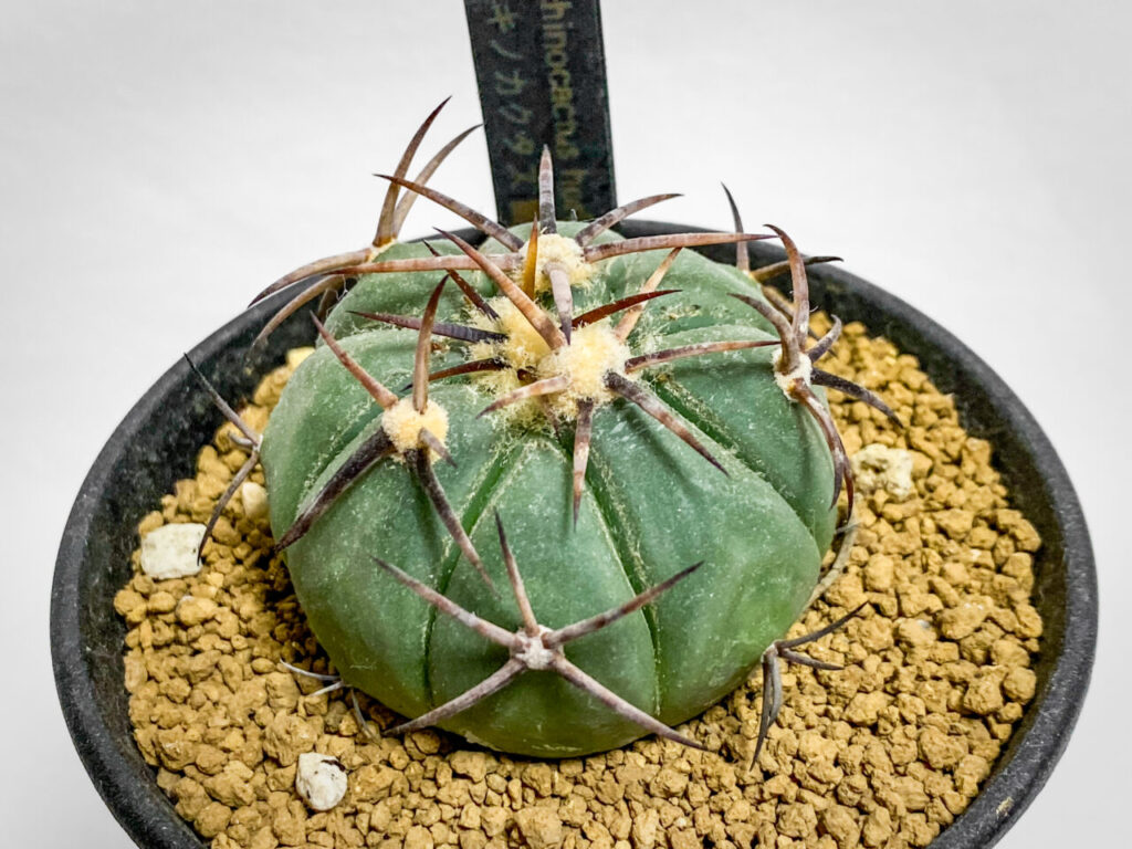 エキノカクタス・'雷帝'を植え替えたッ！！ | もすレコ。