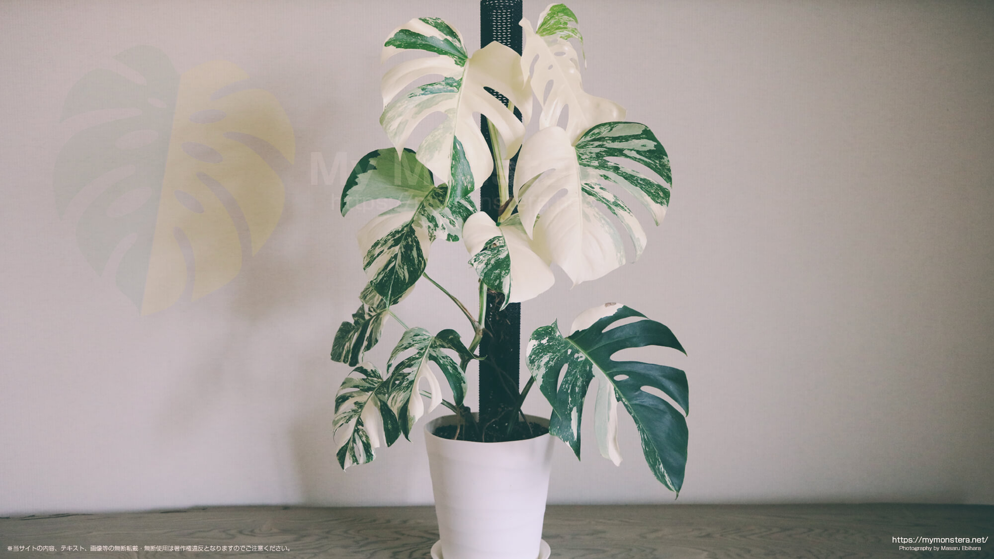 一年で成長した斑入りモンステラの栽培記録 - 私のモンステラ