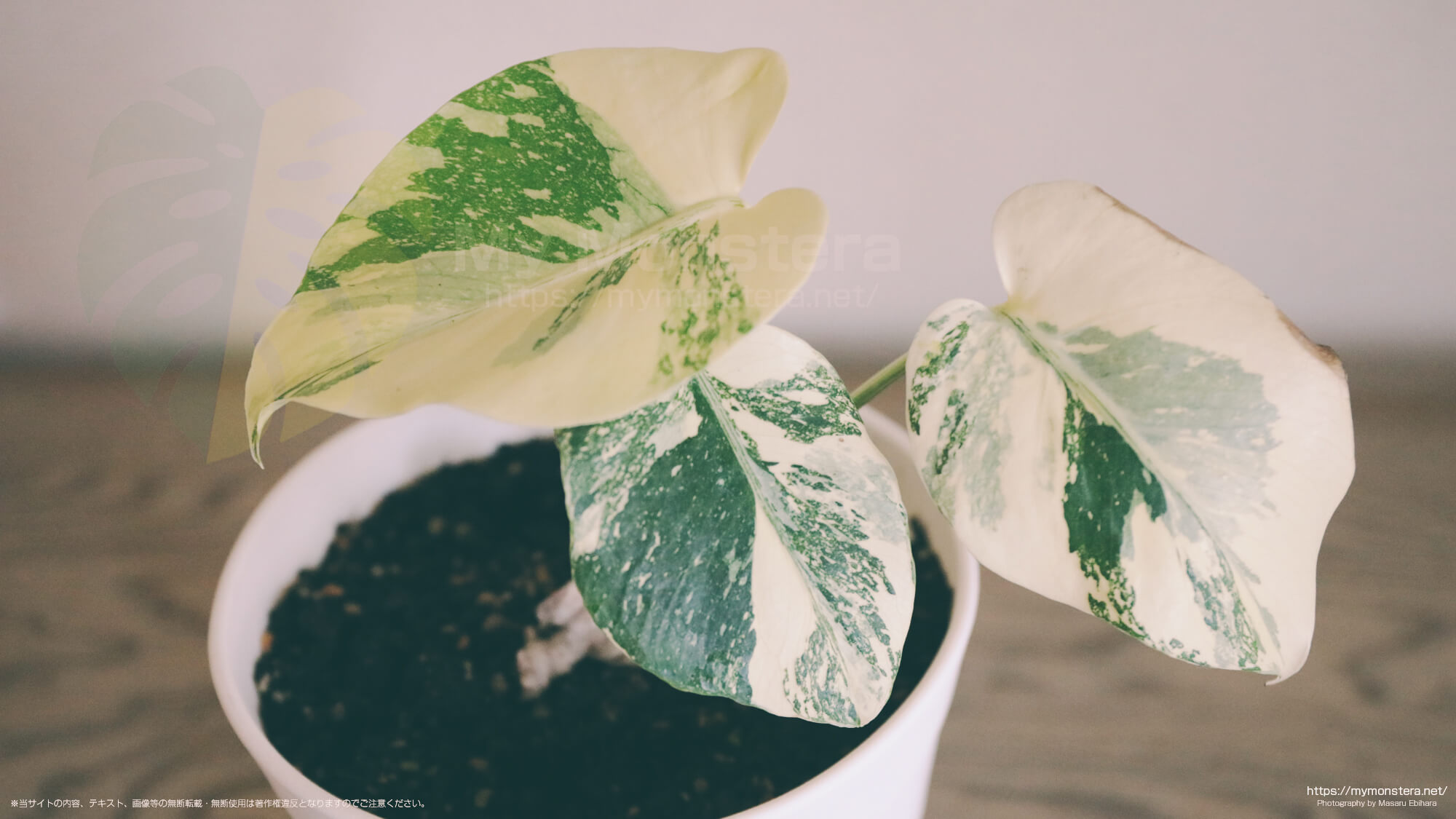 ホワイトティアーズ？美しい白斑の葉が開き続けるモンステラ - 私の