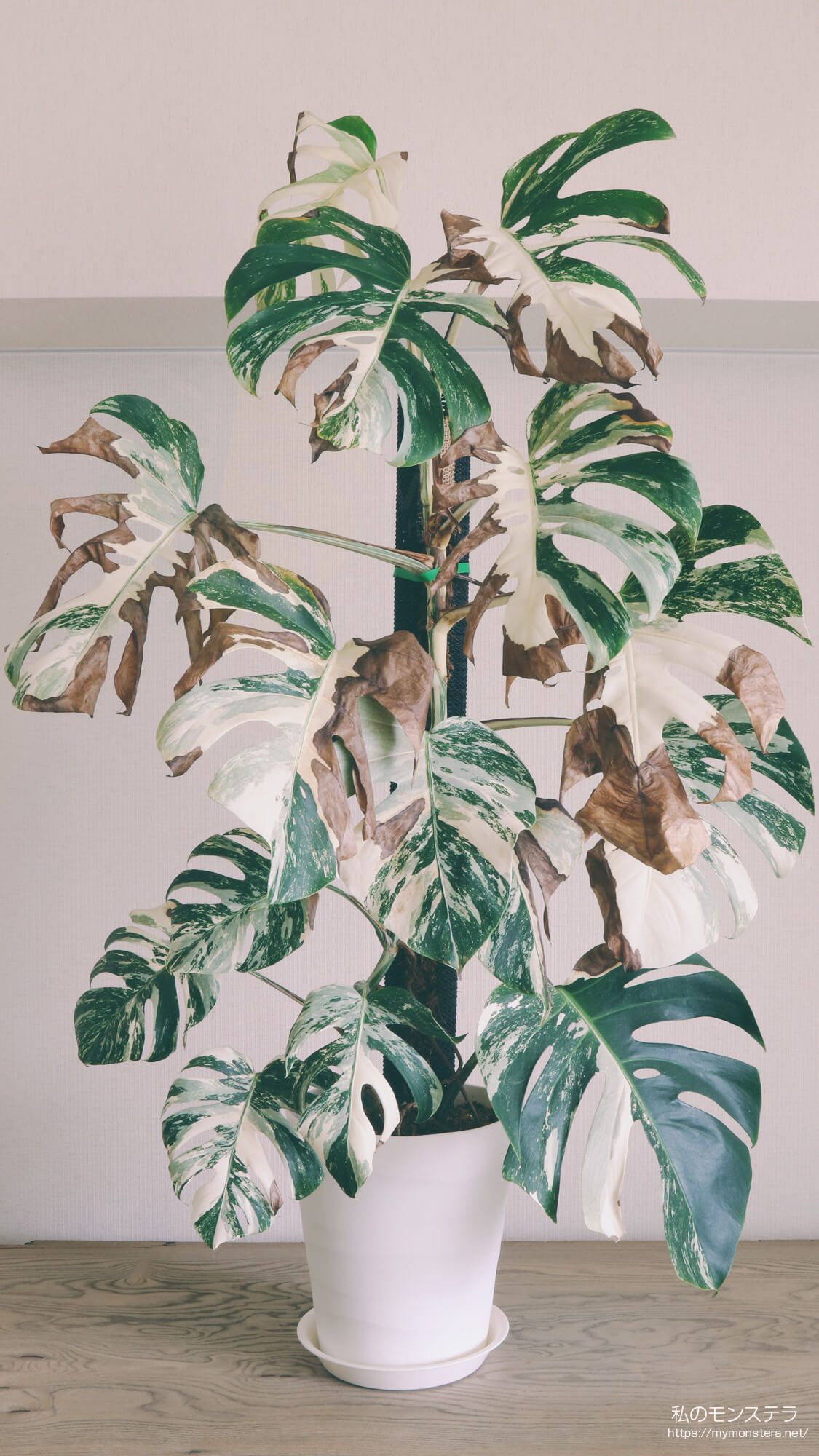 モンステラホワイトタイガー（アルボ）(Monstera Albo White Tiger