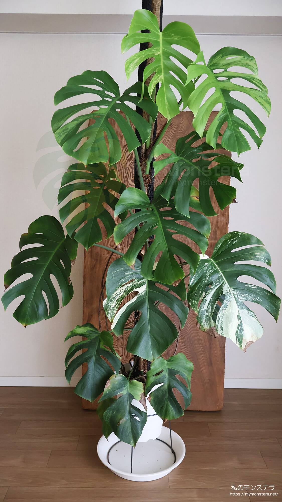 モンステラボルシギアナセブブルーミント( Monstera Borsigiana