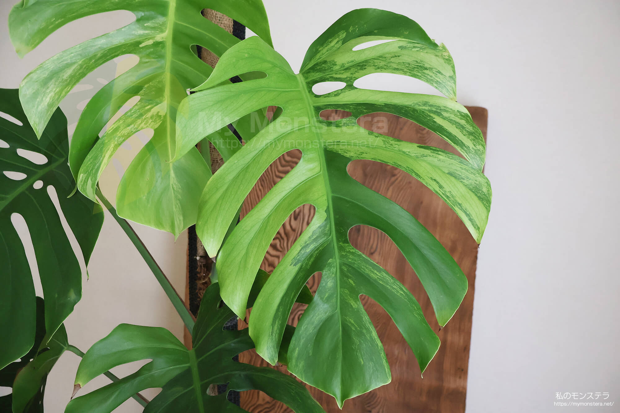 緑斑のモンステラ - 私のモンステラ