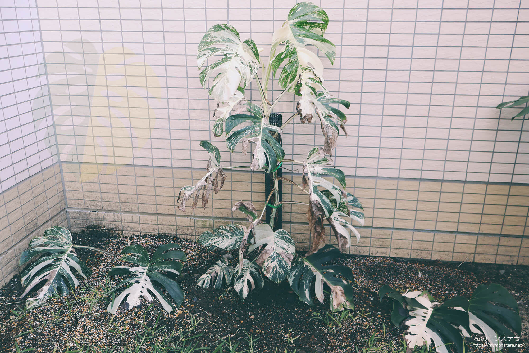 真っ白な斑入りのモンステラ（ホワイトタイガー）を地植え栽培へと移行