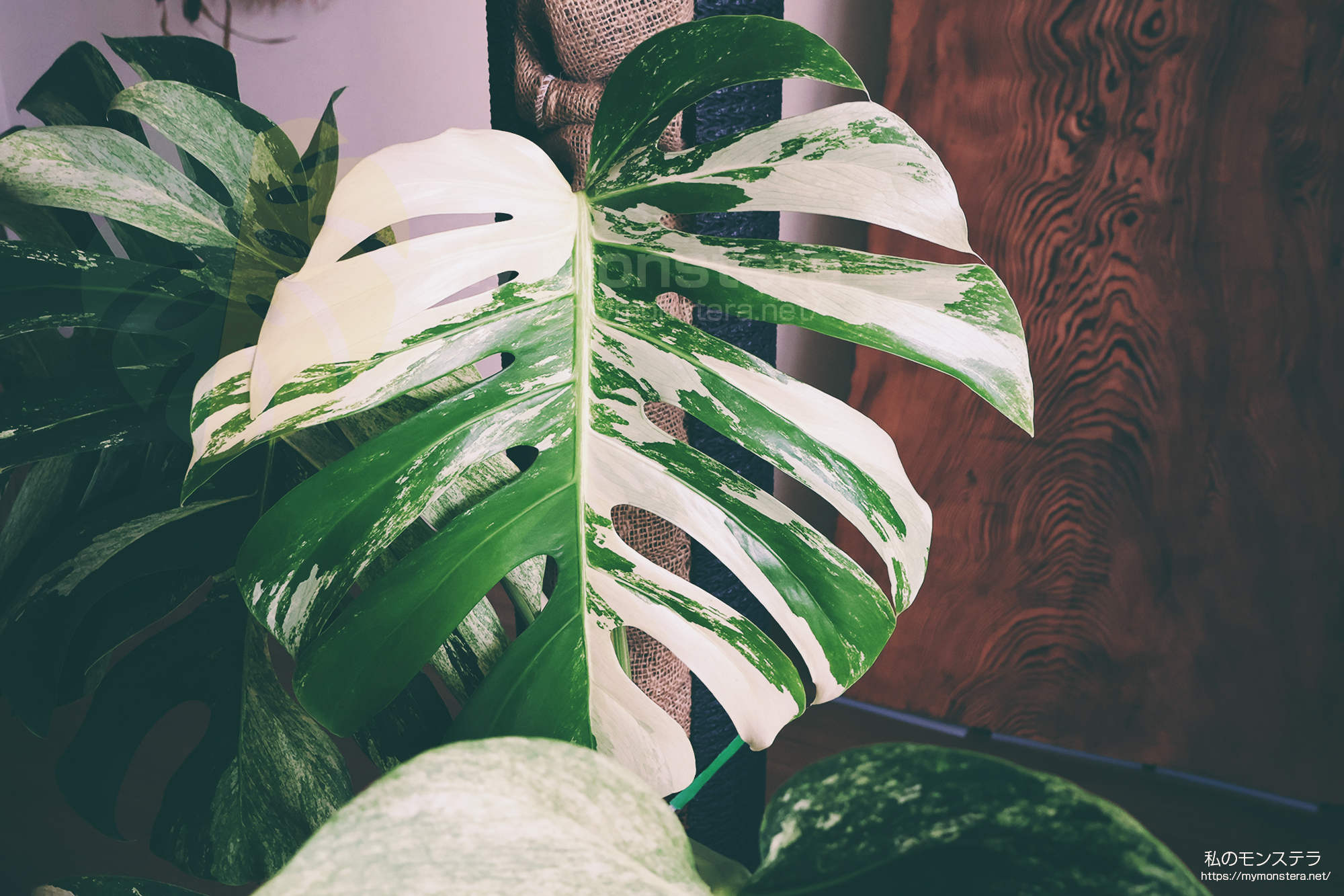 モンステラデリシオーサ ボルシギアナ ミント( Monstera deliciosa var