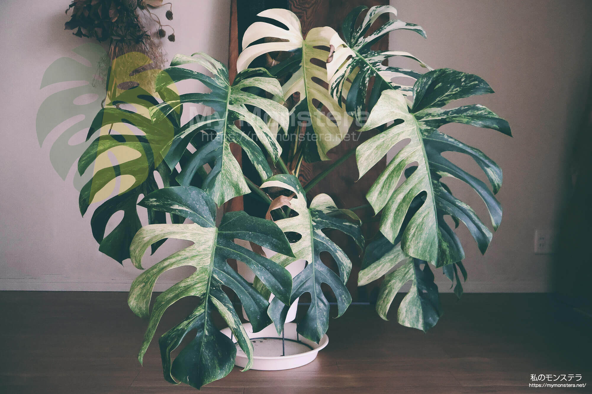 栽培開始から丸一年が経過したモンステラデリシオーサボルシギアナ