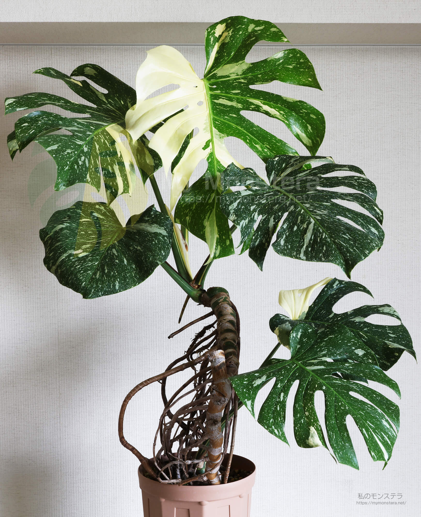 モンステラデリシオーサタイコンステレーション( Monstera​ Deliciosa
