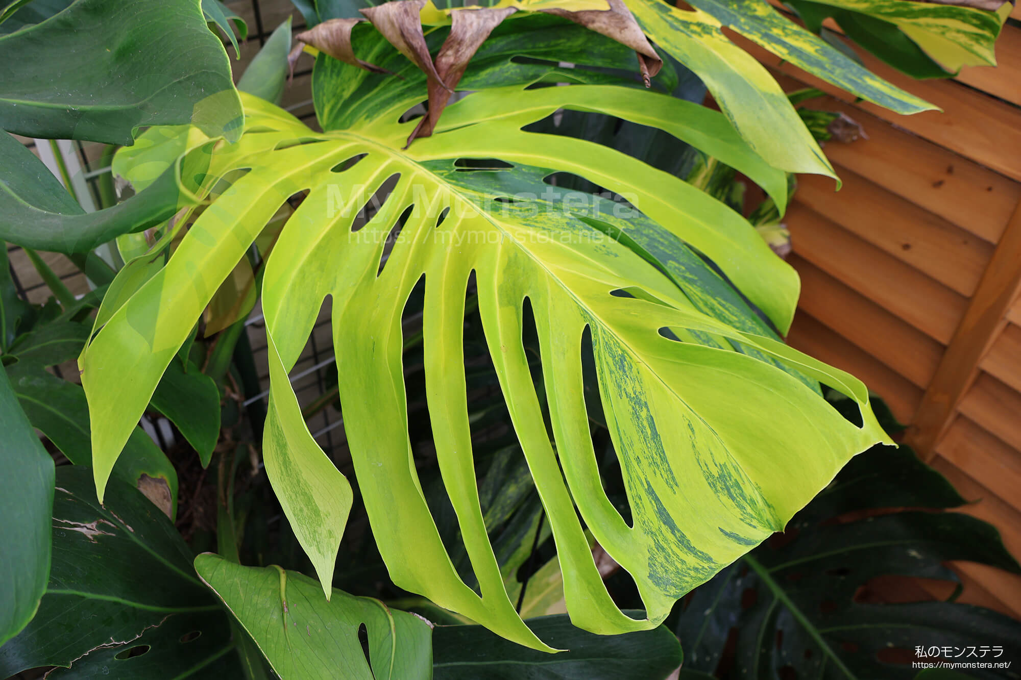 オーレア・モンステラ( Monstera Borsigiana Yellow Variegata 