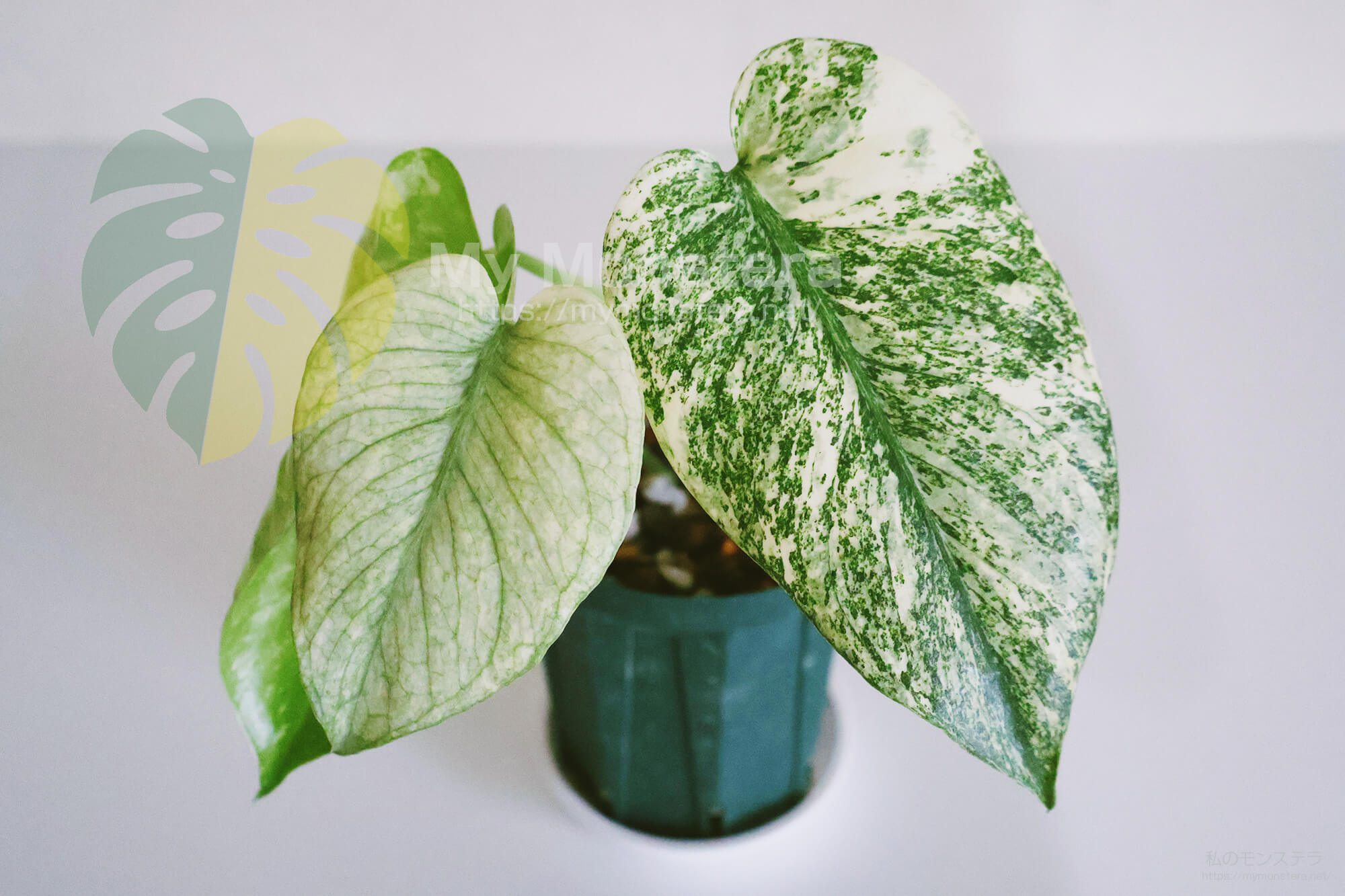 栽培開始5ヵ月目で切れ込みが入った葉が開いたモンステラの組織培養株