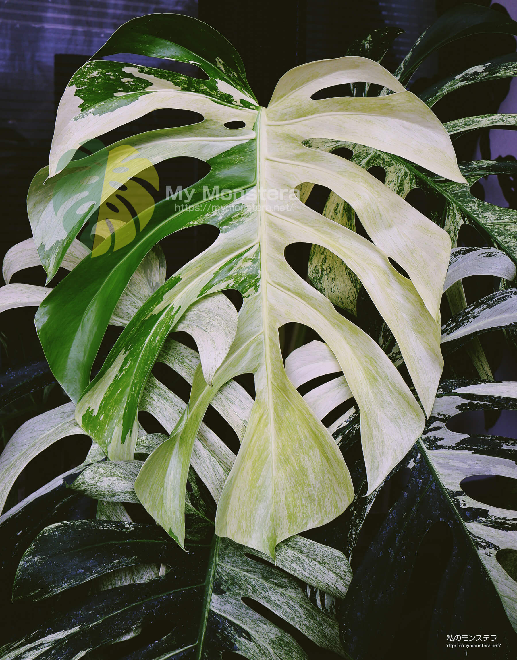 モンステラデリシオーサ ボルシギアナ ミント( Monstera deliciosa var
